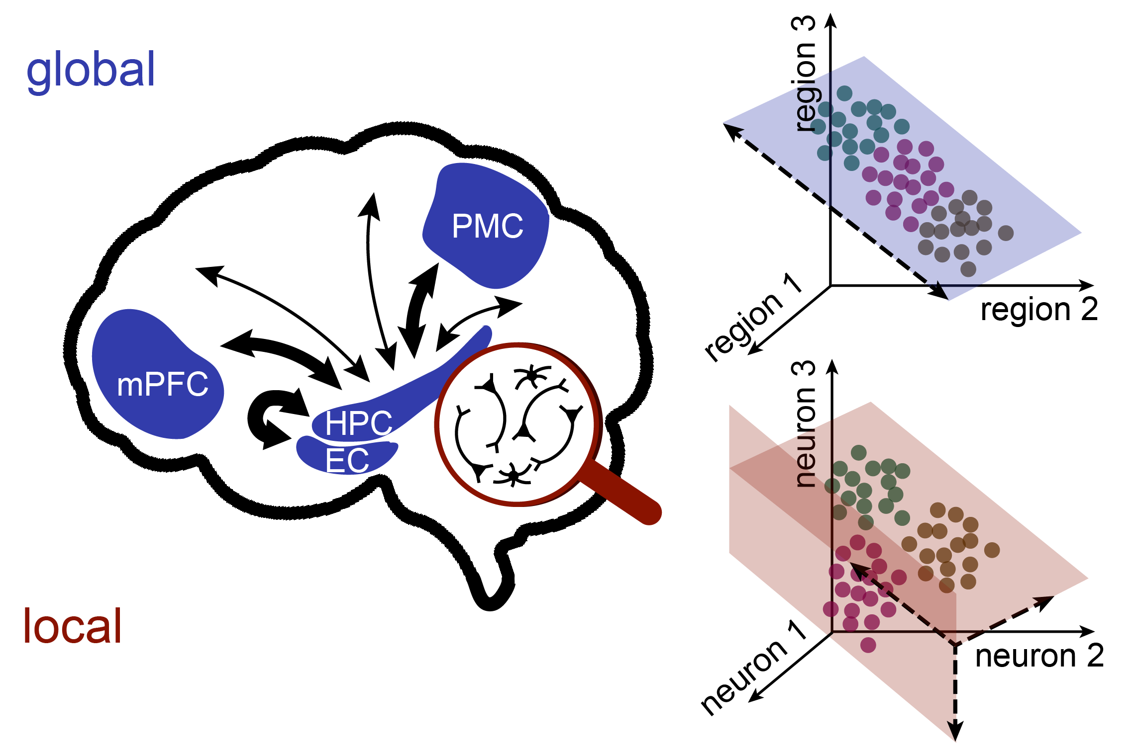 Brain organization research